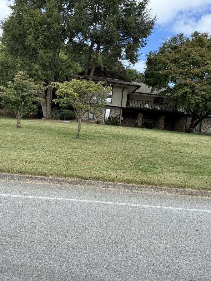 Japanese Zelkova from street showing vase-shaped canopy