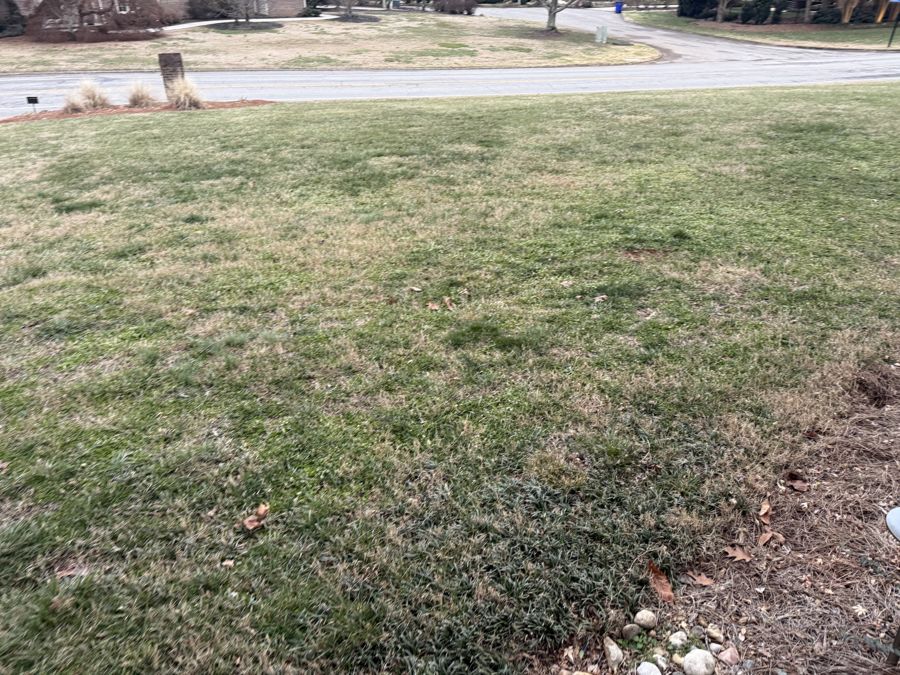Front lawn showing thinning and weed invasion