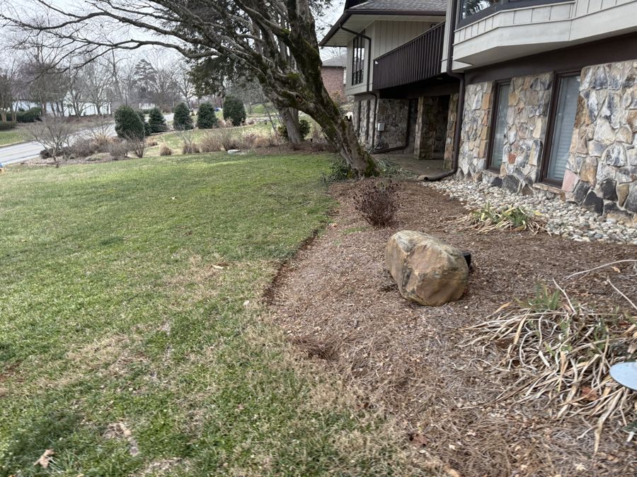 Large Nandina near foundation and boulder