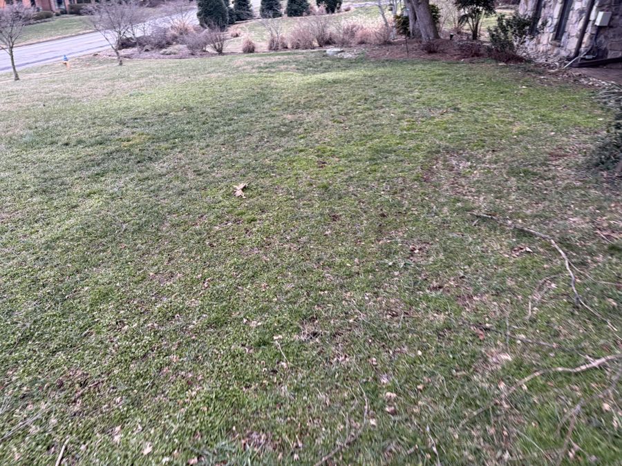 Lawn overview with dormant borders