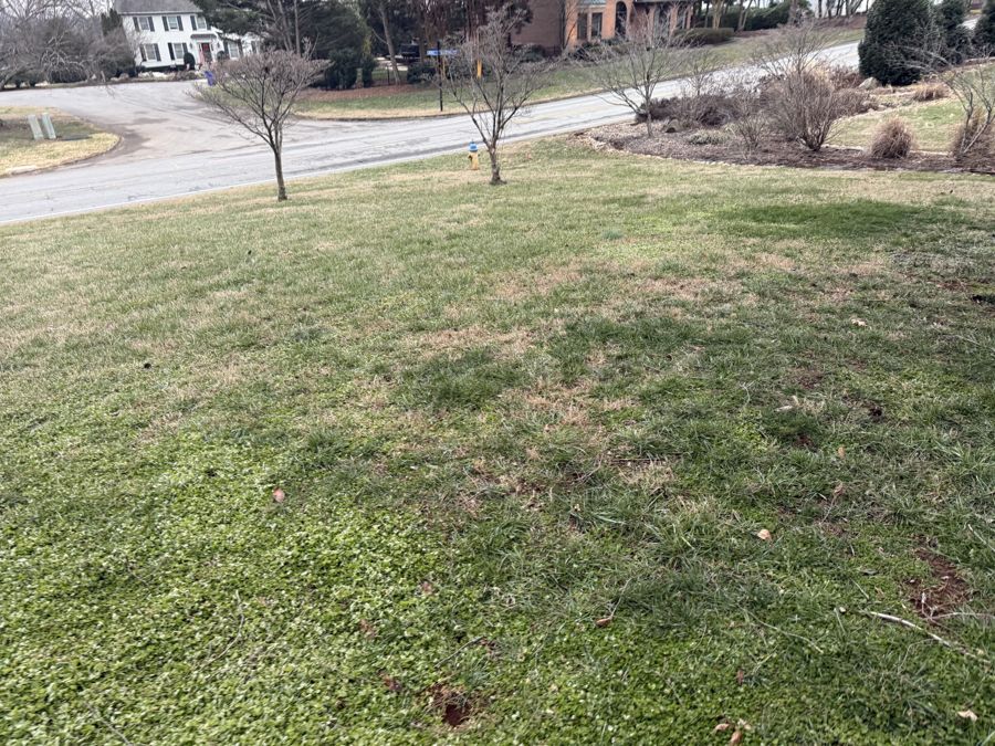 Crape Myrtle near road in early spring