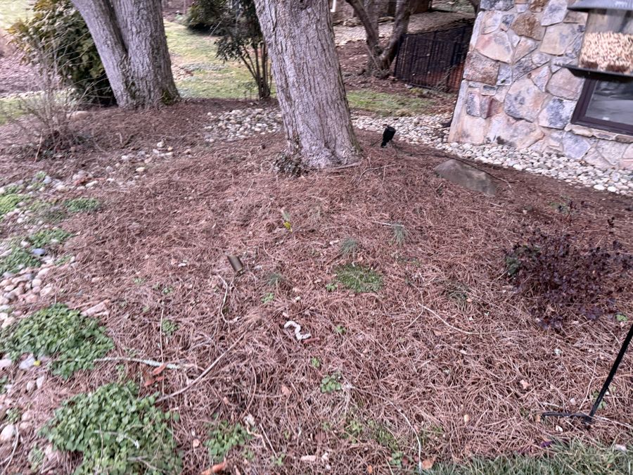 Shaded understory area near sycamore where Aucuba grows