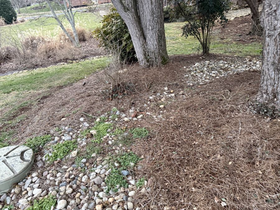 Understory bed with emerging groundcovers near Aucuba