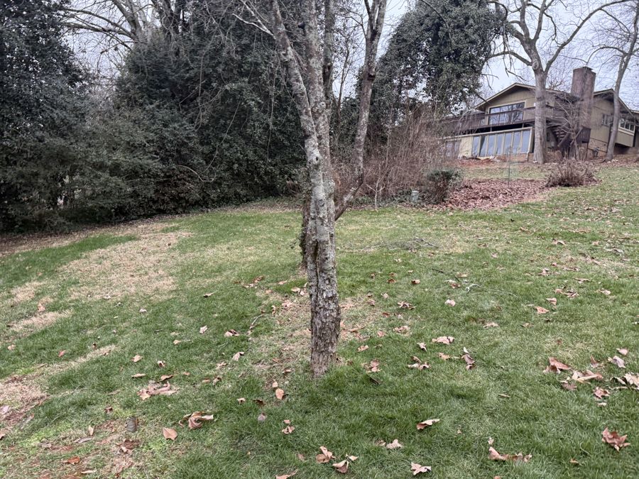 American Sycamore distinctive white bark