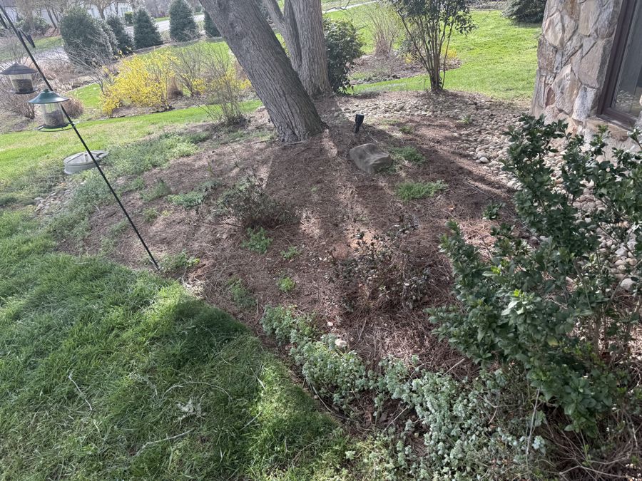 Garden bed area where Mahonia grows near holly