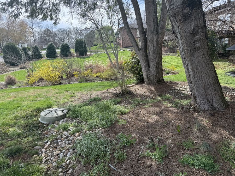 Forsythia bright yellow blooms in background