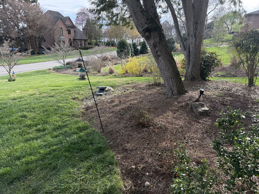 Forsythia in full yellow bloom seen from above