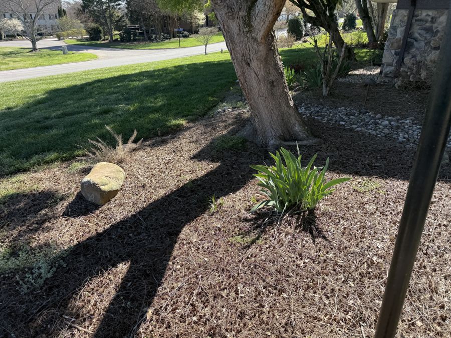 Bearded Iris fans emerging in mulch bed