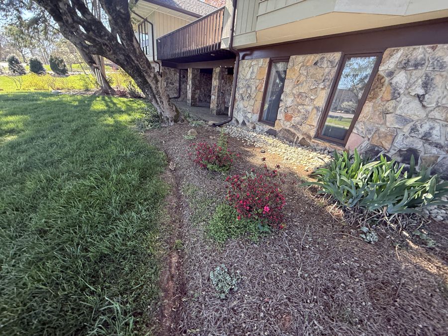 Red azaleas blooming along stone foundation