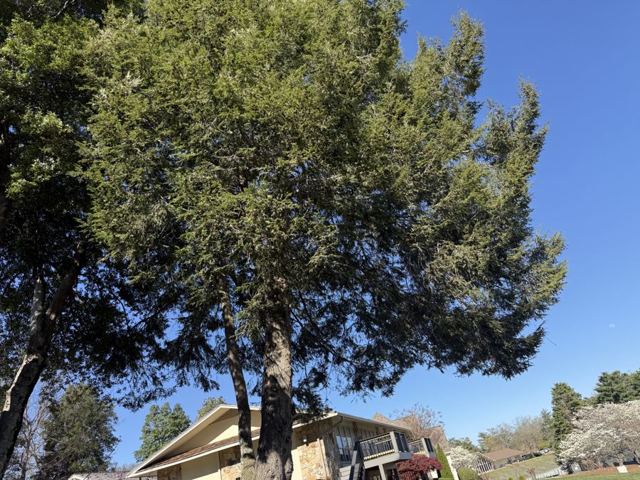 Southern Magnolia looking up through canopy