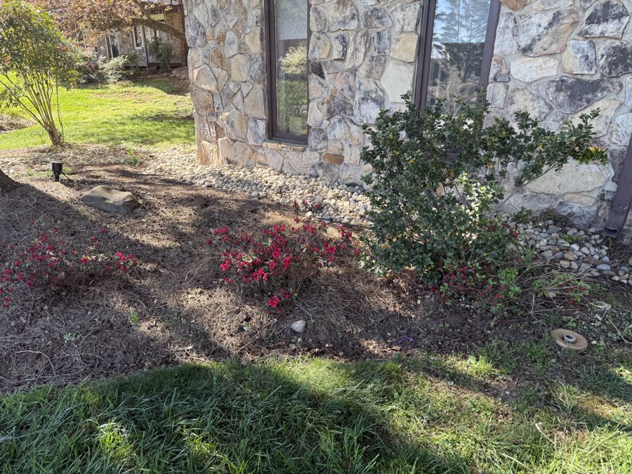 Azaleas close-up in brilliant red bloom