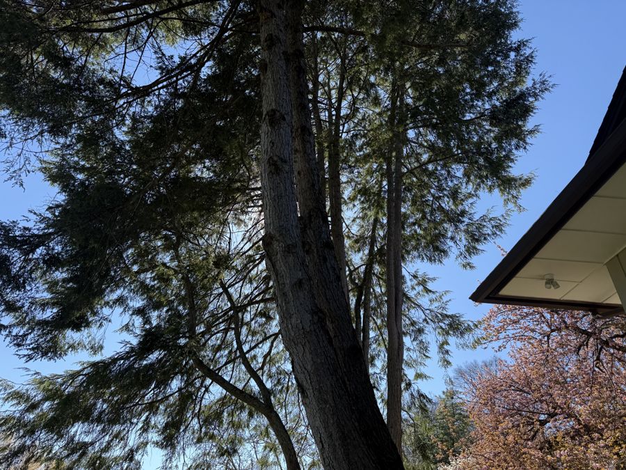 Eastern Red Cedar massive trunk looking up