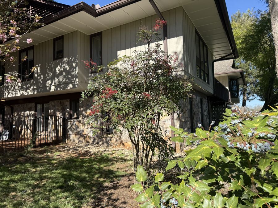 Japanese Flowering Cherry in bloom near house