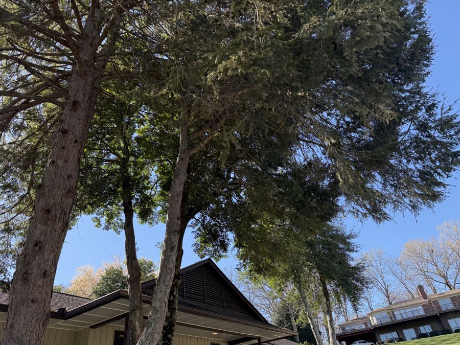 Eastern Red Cedar full canopy
