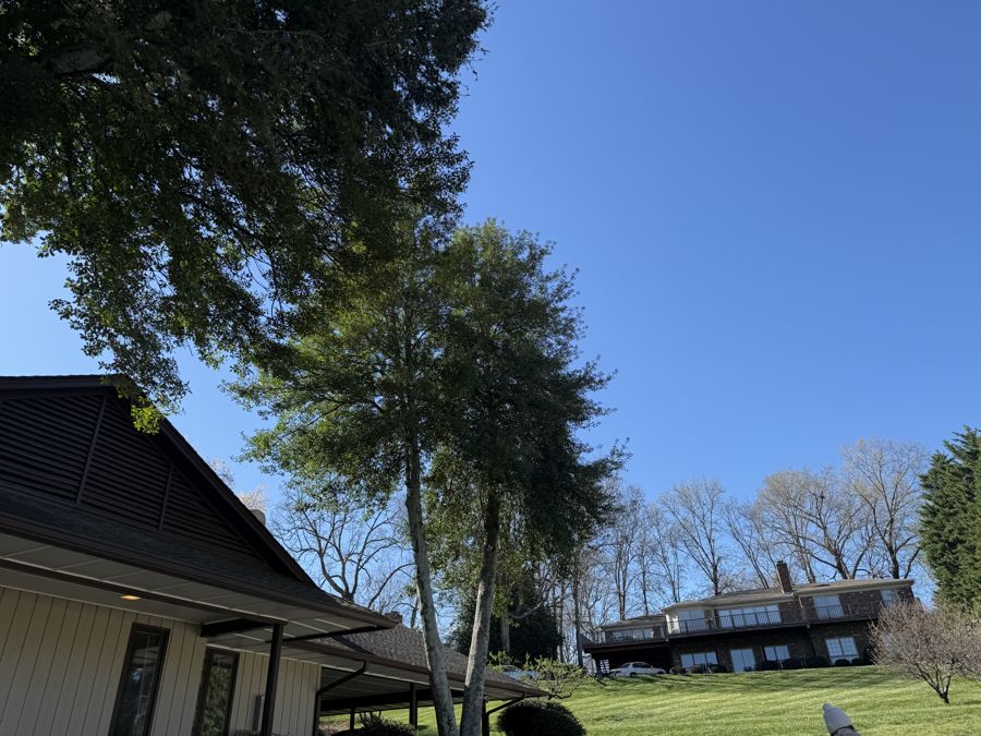 Japanese Zelkova spring foliage