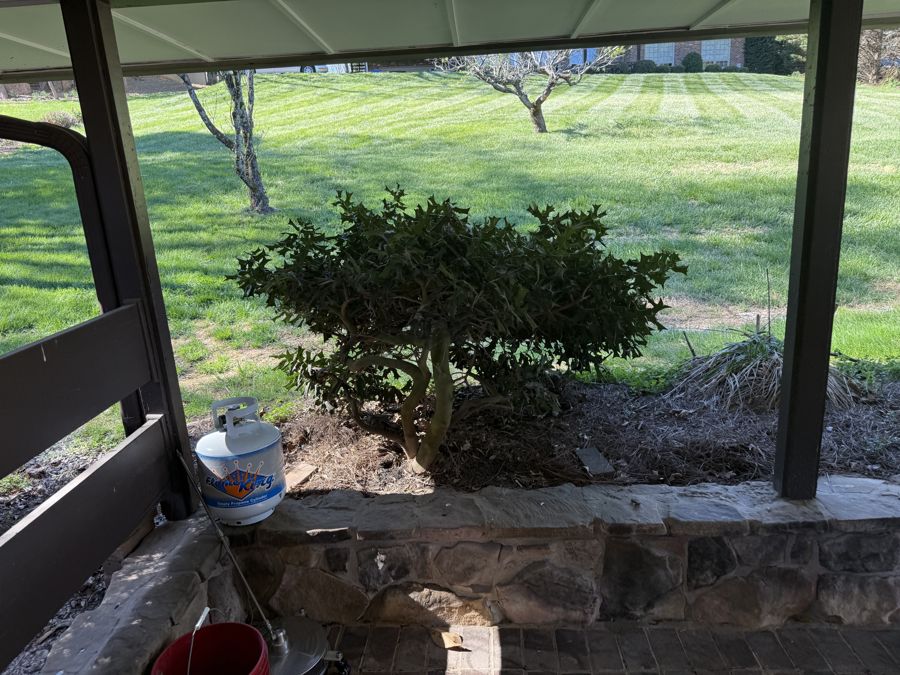 Holly specimen under covered porch with character form