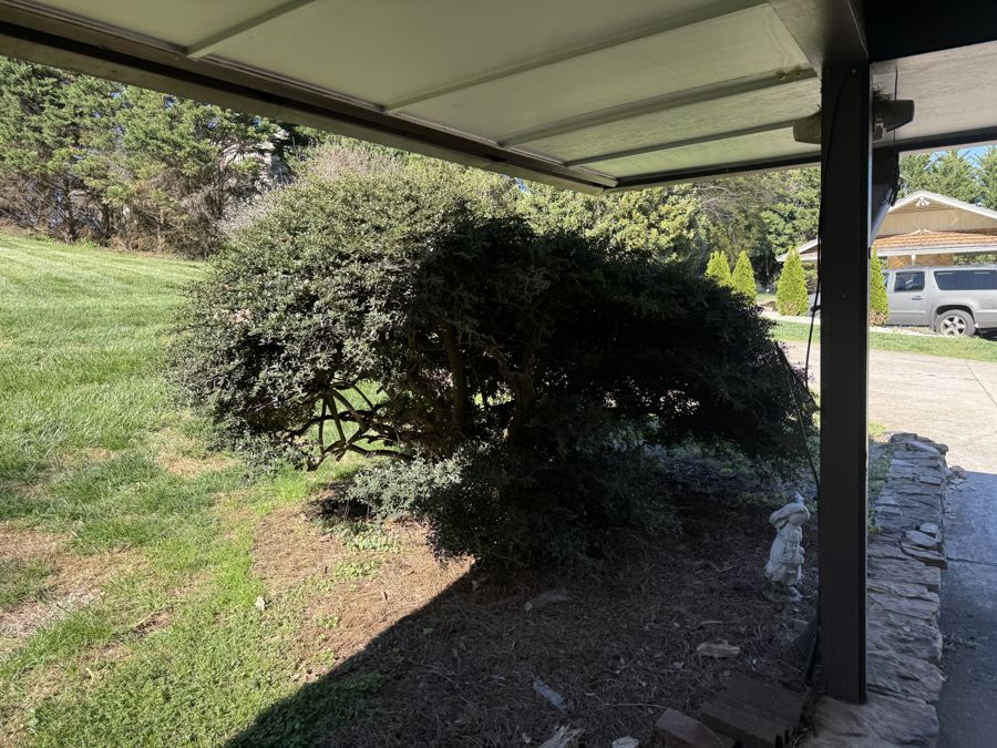 Holly cloud-pruned bonsai-like form