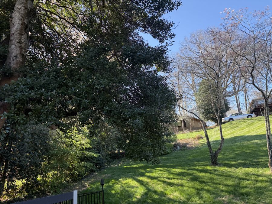 Southern Magnolia large evergreen canopy